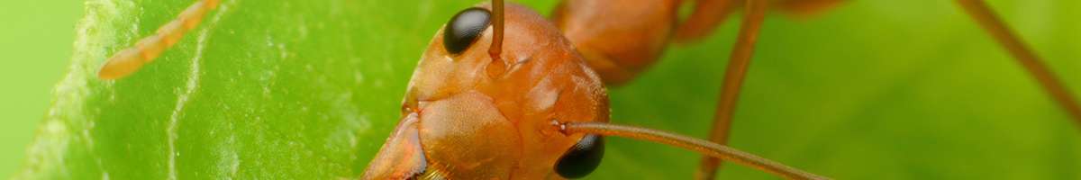 Spinifex Pest Control Banner