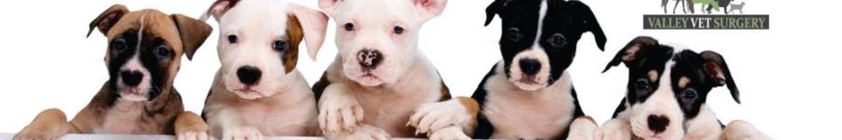 Valley Vet Surgery Banner