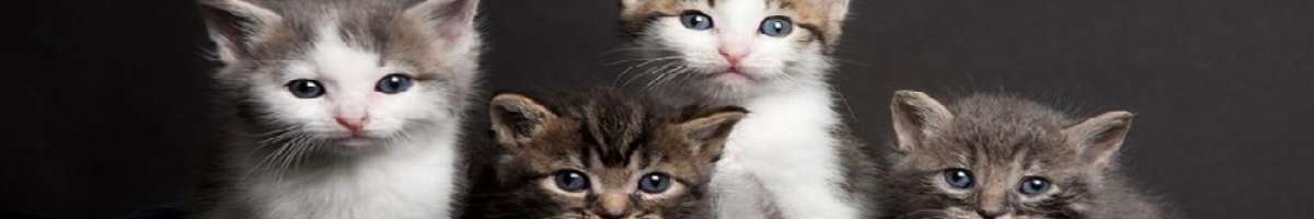 Princes Highway Vet Hospital Banner