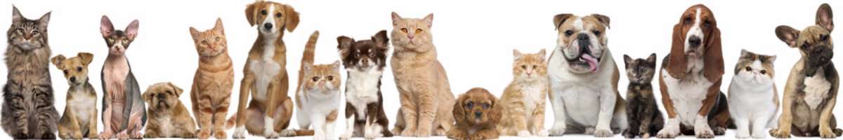 The Vets Mobile Service & Mason House Surgery Banner