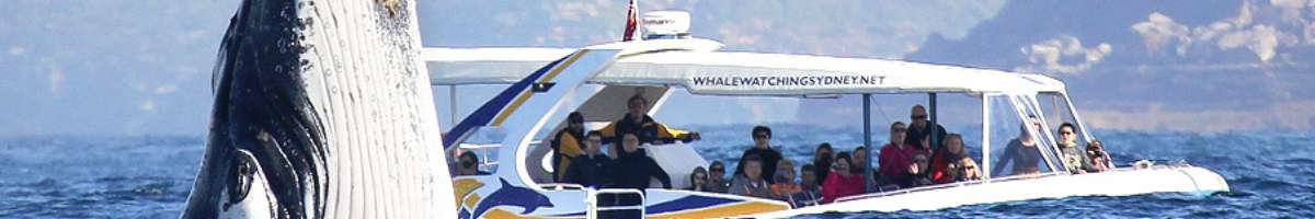 Whale Watching Sydney Banner