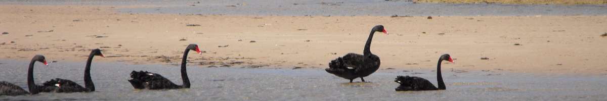 The Fig Tree B&B Banner