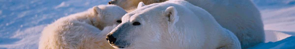 World Expeditions Banner