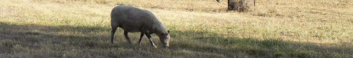 Russellee Bed and Breakfast Banner