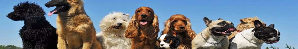 Doggy Style Walking Banner