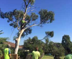 At Your Tree Service