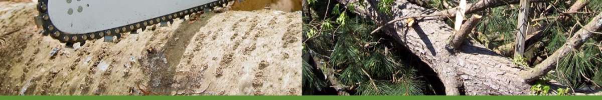 Pro Tree Removal Brisbane Banner