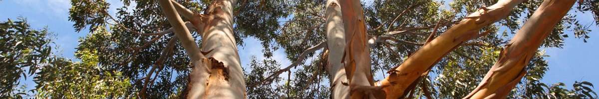 Above All Tree Services Banner