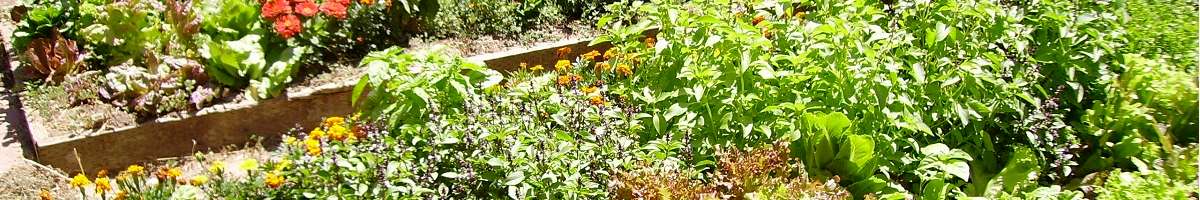 Stepping Stone Landscapes Banner