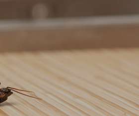 Knock-Down Pest Control