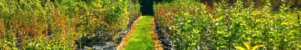 Tablelands Trees & Shrubs Banner