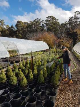 Tablelands Trees & Shrubs