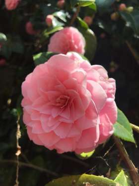 Tablelands Trees & Shrubs