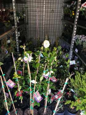 Tablelands Trees & Shrubs
