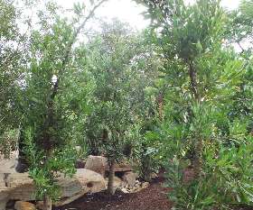 CK Landscape Designs