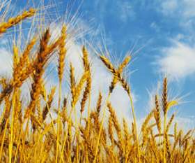 Bread Rolls & Muffins