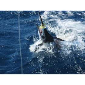 Gold Coast Fishing Charters | Fishing Charters in Gold Coast
