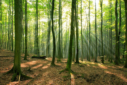 Bay Environmental Strategies Logo