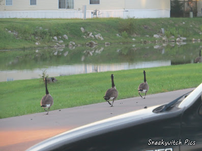 Homes In Iowa Banner