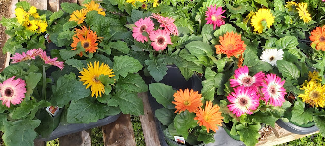 Adams' Nursery & Plant Center Banner