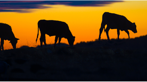 One Orange Cow Banner