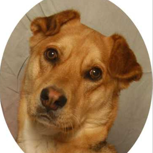 Animal Instincts Pet Salon Logo