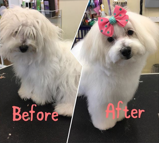 Shear Magic Pet Salon, LLC Banner