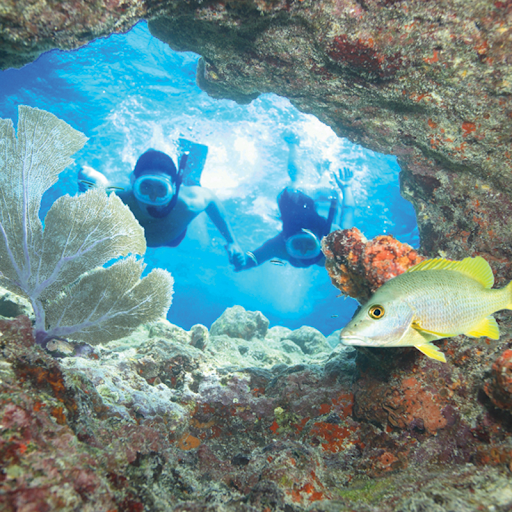 clear blue watersports key west fl Logo