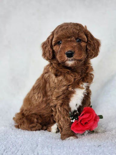 Mountain Meadow Puppies Banner