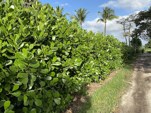 Grateful Clusia Nursery Banner