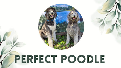 Perfect Poodle Banner