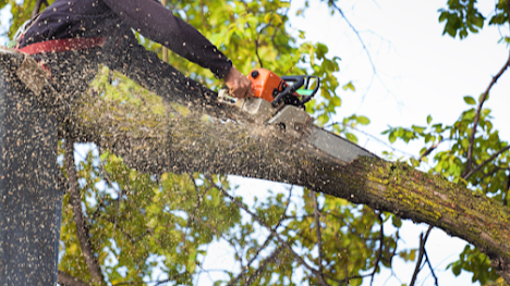 Arboristically Speaking Tree Service Banner