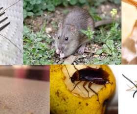 Ace Pest Control