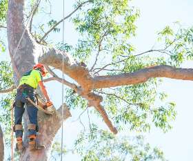 North Brisbane Trees
