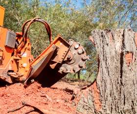 North Brisbane Trees