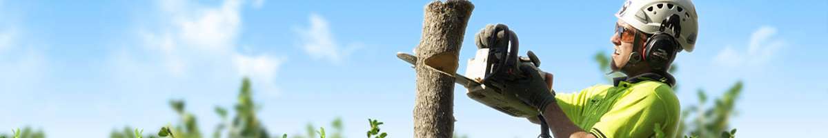 Go Tree Quotes Banner