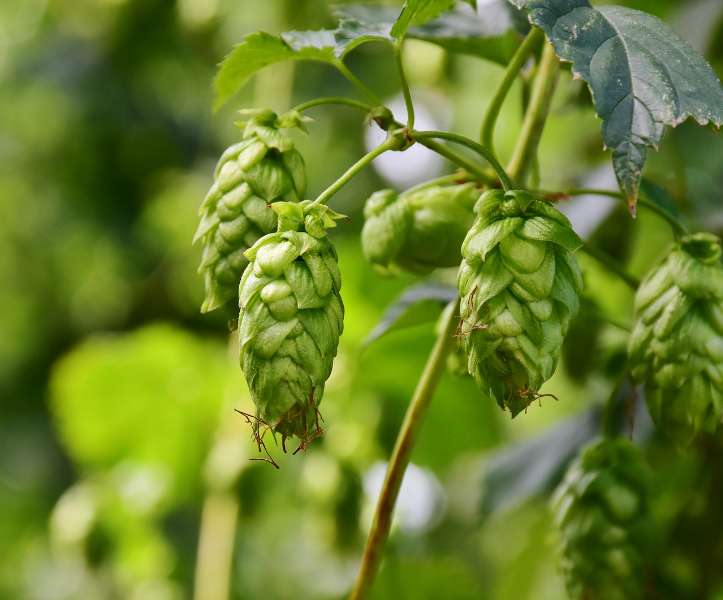 Fun Facts about Hops You Didn’t Know