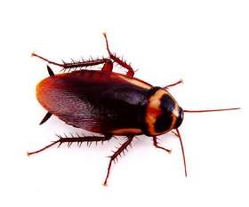 Impressive Pest Control Dutton Park