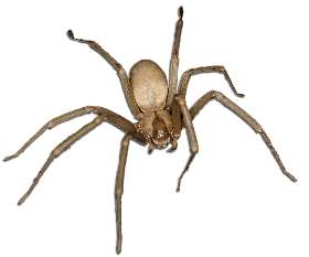 Impressive Pest Control Dutton Park