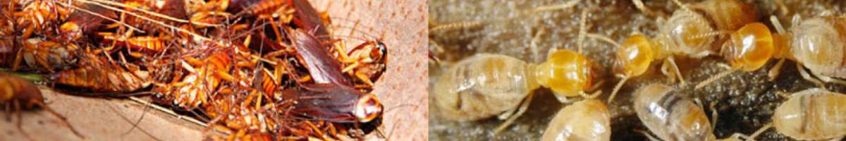 Mark's Pest Control St Kilda Banner