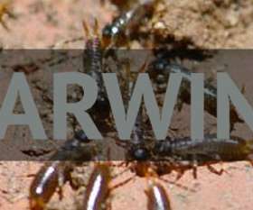 Fast Pest Control Dutton Park