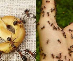 Fast Pest Control Dutton Park