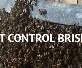 Fast Pest Control Dutton Park