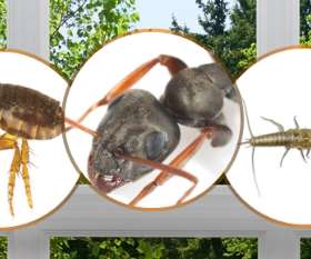 Fast Pest Control Dutton Park