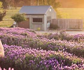 Daylesford Weddings Macedon