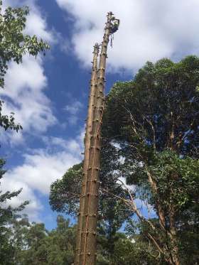 At Your Tree Service