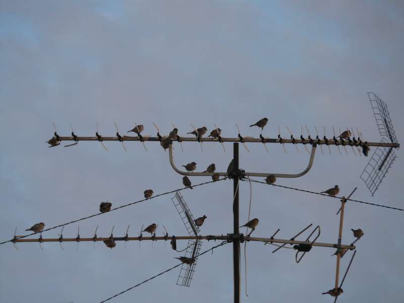 Why You Should Bird-proof Your TV Antenna?
