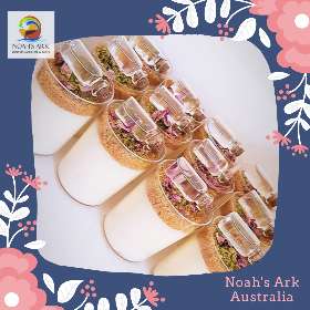 Noah's Ark Australia