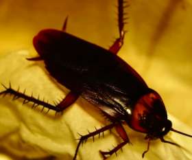 Fast Pest Control Brisbane