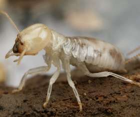 Fast Pest Control Brisbane